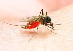 Read more about the article Is Air Conditioning the Answer to Stop the Spread of Zika?