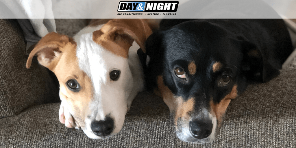 Read more about the article HVAC Tips for Pet Owners