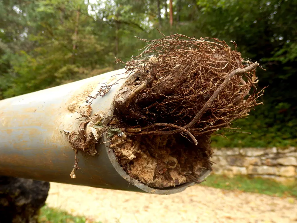 Blocked drainage pipe caused by ingress of tree roots